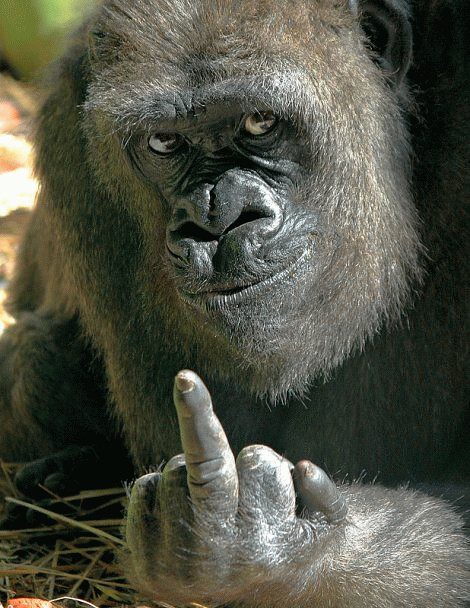 A gorilla giving the middle finger